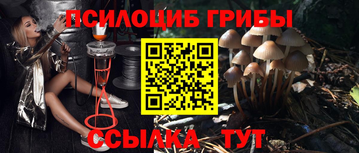 Псилоцибиновые грибы Psilocybe Белореченск