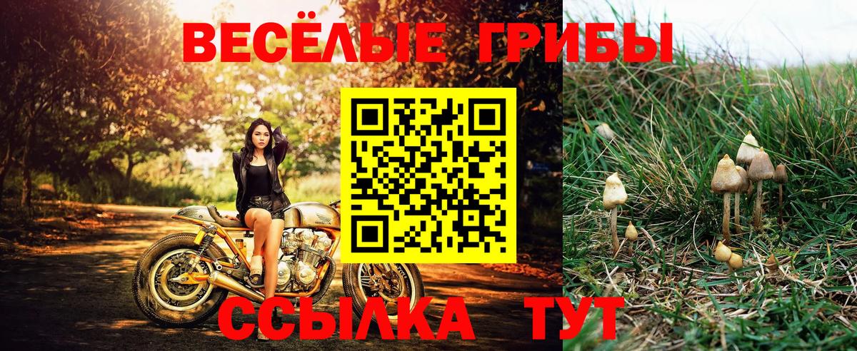 Галлюциногенные грибы Psilocybe  Вход с VPN  Белореченск 